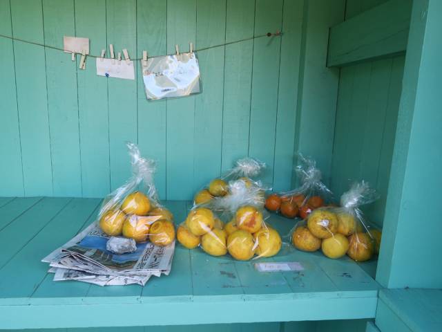 柑橘の無人販売